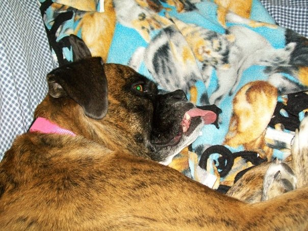 Roxie: Let Sleeping Dogs Lie